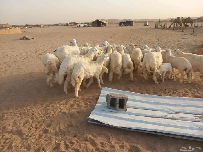 18 بالفحل معها 16 ضان طيبه 3