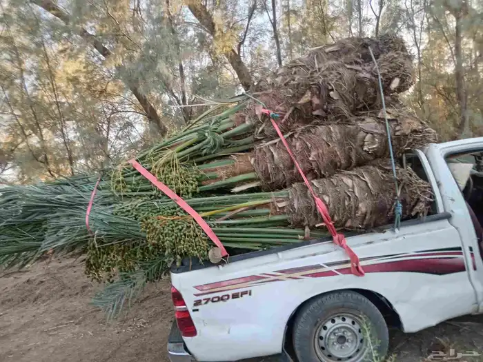 نخل طيب ومشكل 2