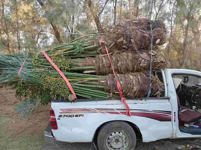 نخل طيب ومشكل 0