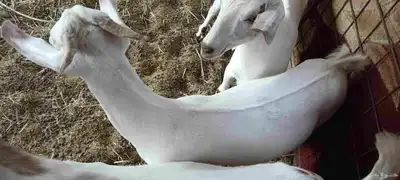 تيوس بيشيه ترضع ولحمها موز 2