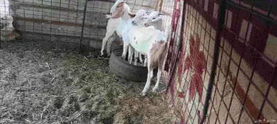 تيوس بيشيه ترضع ولحمها موز 3
