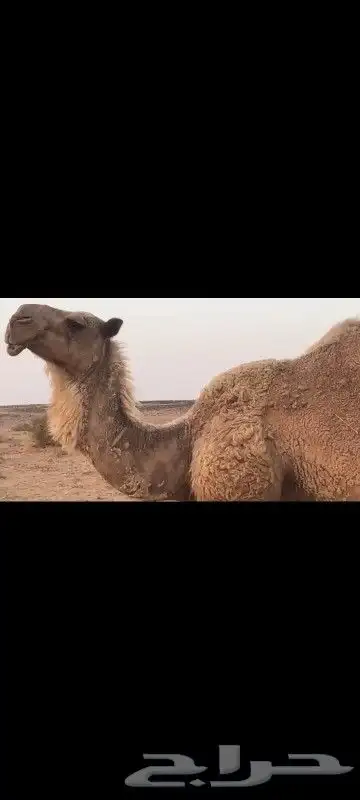 للبيع خلفه شعلا تحتها قعود 0