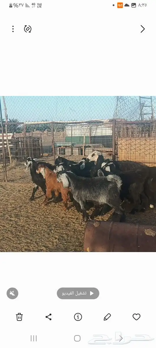 تيوس مندي سمان مقفله 0