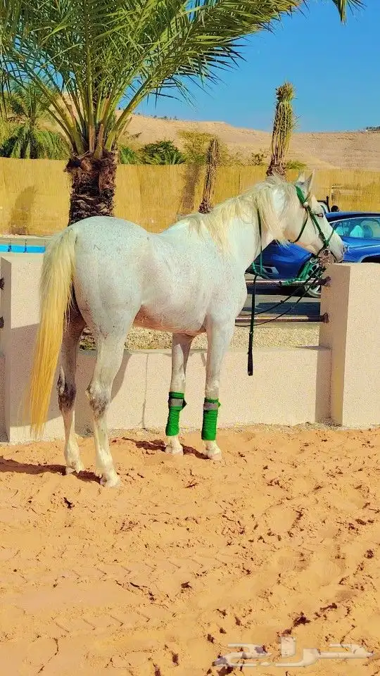 إيجار خيول و جمال رحوال و سياسي و حنطور وباسعار مناسبه 6