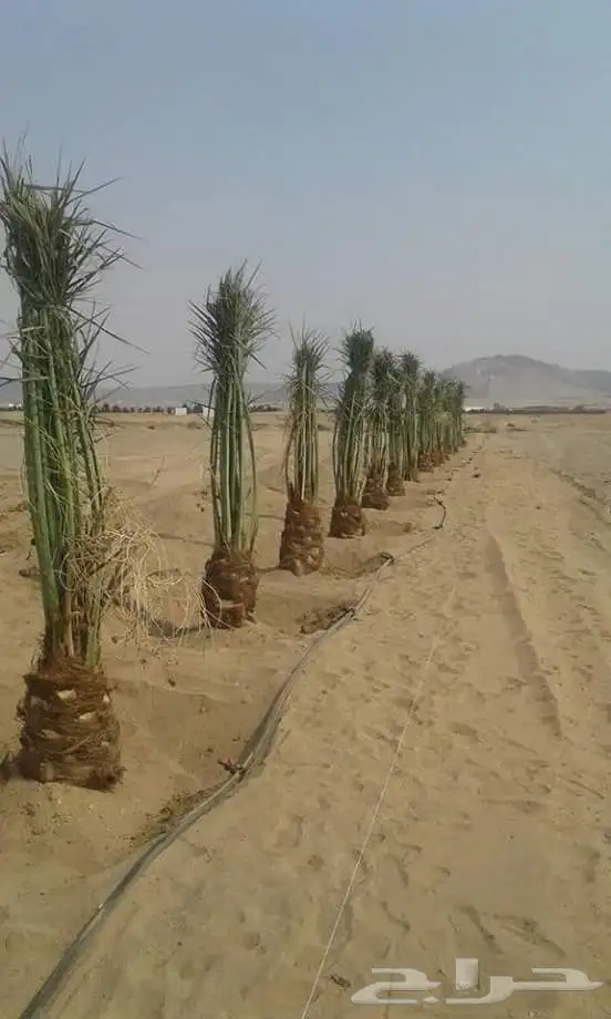 نخل طيب ومشكل 3