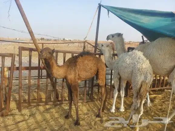 بكره وقعود تربيه اعمار شهرين ونص تلاته عليهن سوم 5700 0