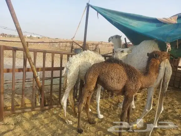 بكره وقعود تربيه اعمار شهرين ونص تلاته عليهن سوم 5700 2