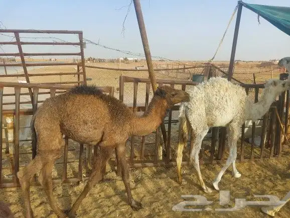 بكره وقعود تربيه اعمار شهرين ونص تلاته عليهن سوم 5700 1