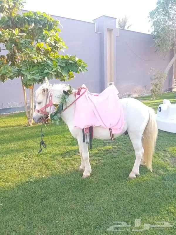 إيجار خيول و جمال رحوال و سياسي و حنطور وباسعار مناسبه 8