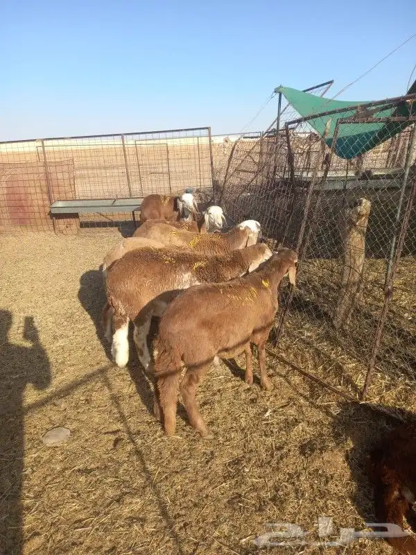 سواكن ضحايا. مرابي 0
