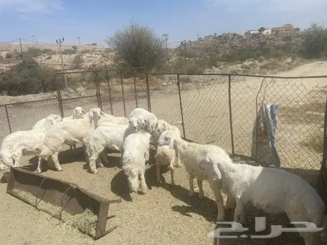 طليان ضحايا 1