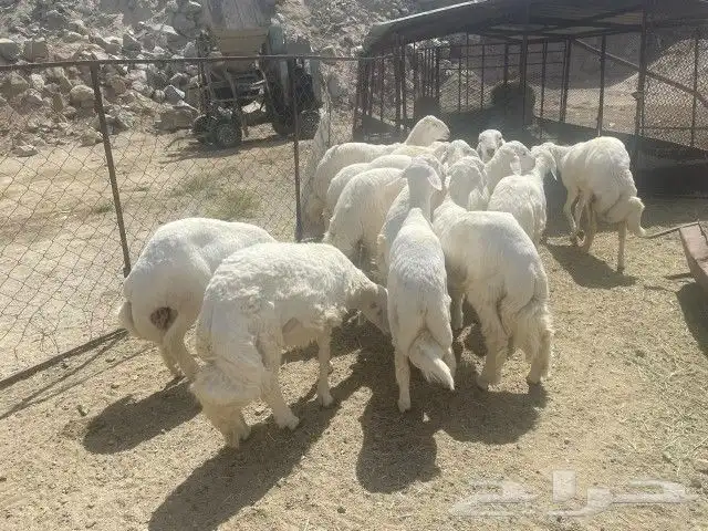 طليان ضحايا 2