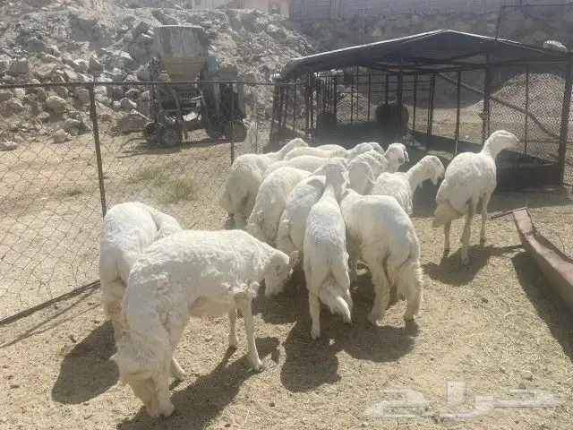 طليان ضحايا 0
