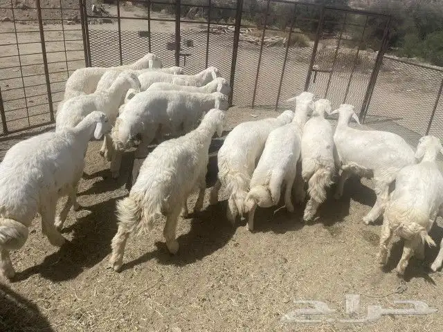 طليان ضحايا 3