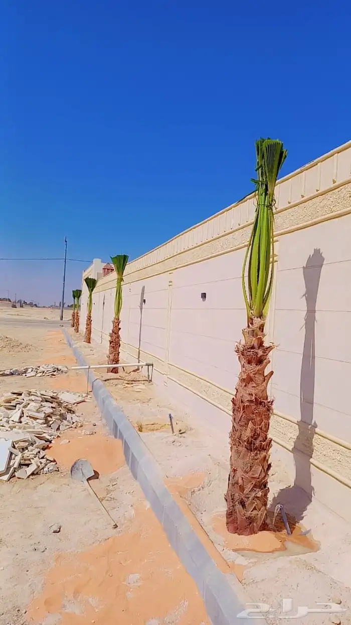 نخل لبيع بجميع انواعه 1