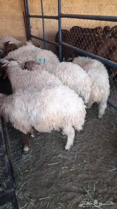 سواكن وبرابر وتيوس مرابي جمله 2