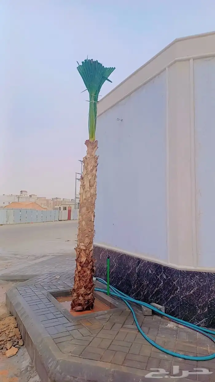 نخل لبيع بجميع انواعه 4