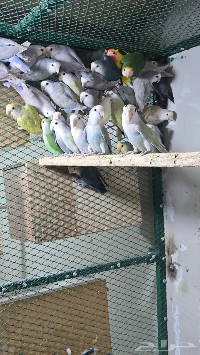 طيور روز البيع جمله العدد 25 زوج الموقع القطيف الاوجام 0