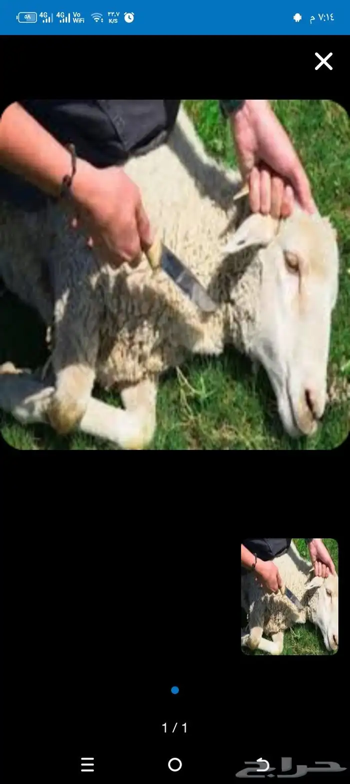 جزار مصري لهو خبره 10سنوات 0