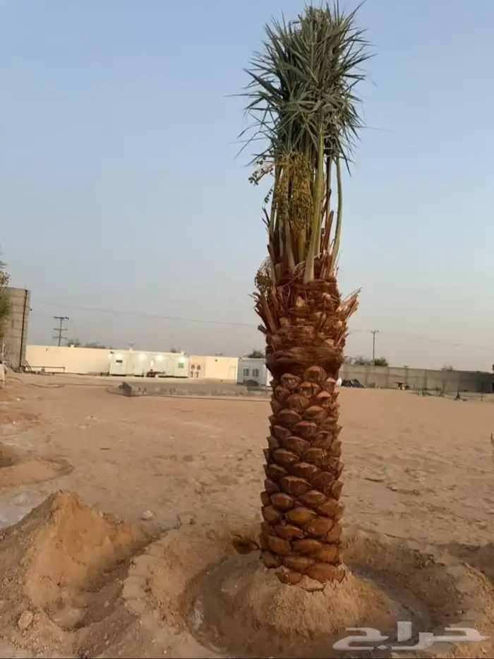 نخل لبيع بجميع انواعه 6