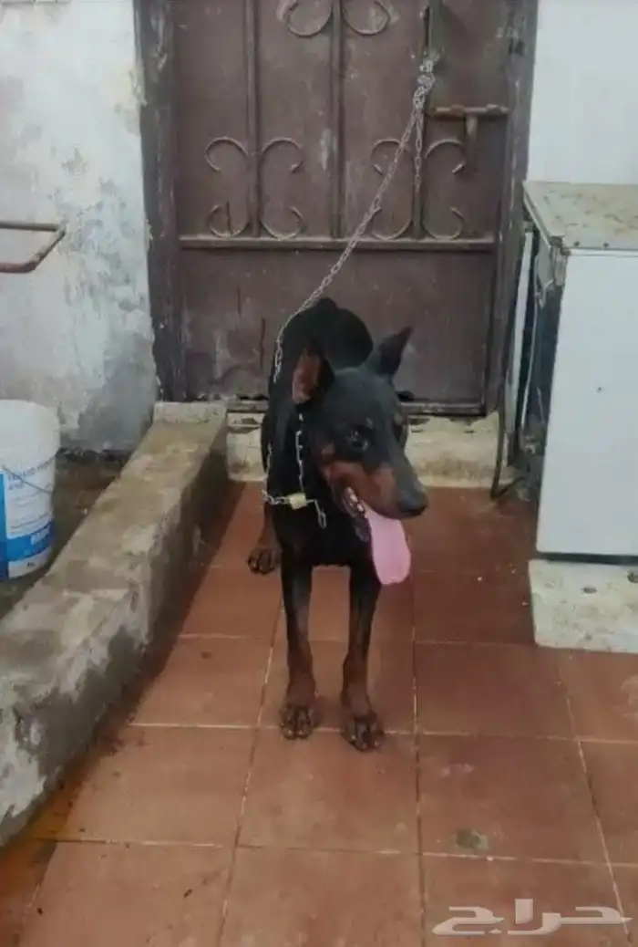 كلب دوبر مان مفقود 0