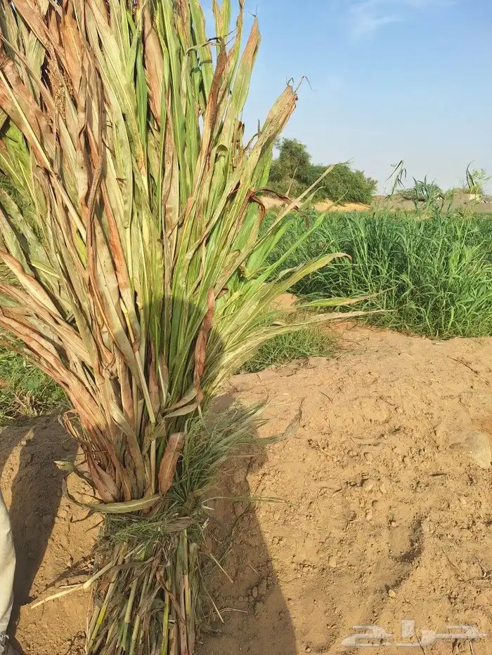 علف قصب ذره حمراء 7