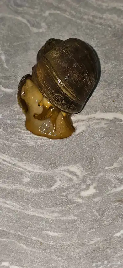حلزون للبيع 1