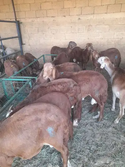 سواكن وبرابر وتيوس مرابي جمله 0