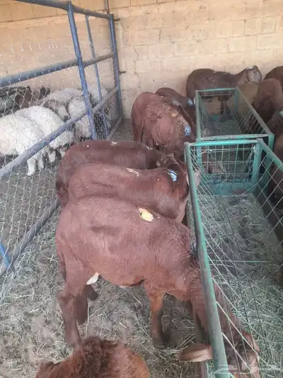 سواكن وبرابر وتيوس مرابي جمله 1