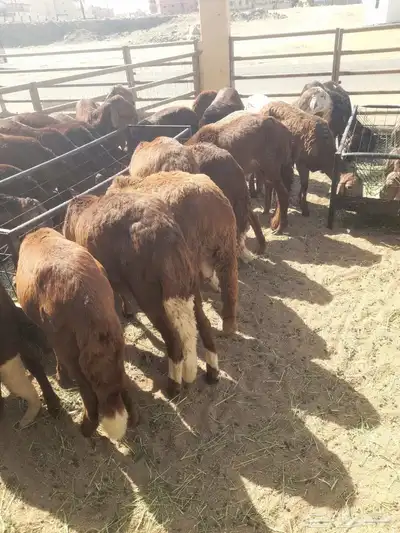 سواكن وبرابر وتيوس مرابي جمله 4