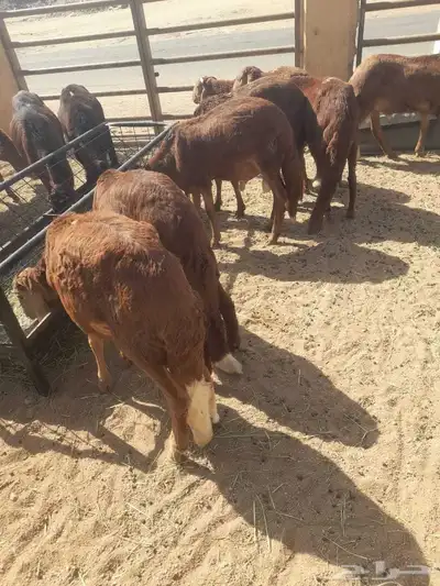 سواكن وبرابر وتيوس مرابي جمله 3