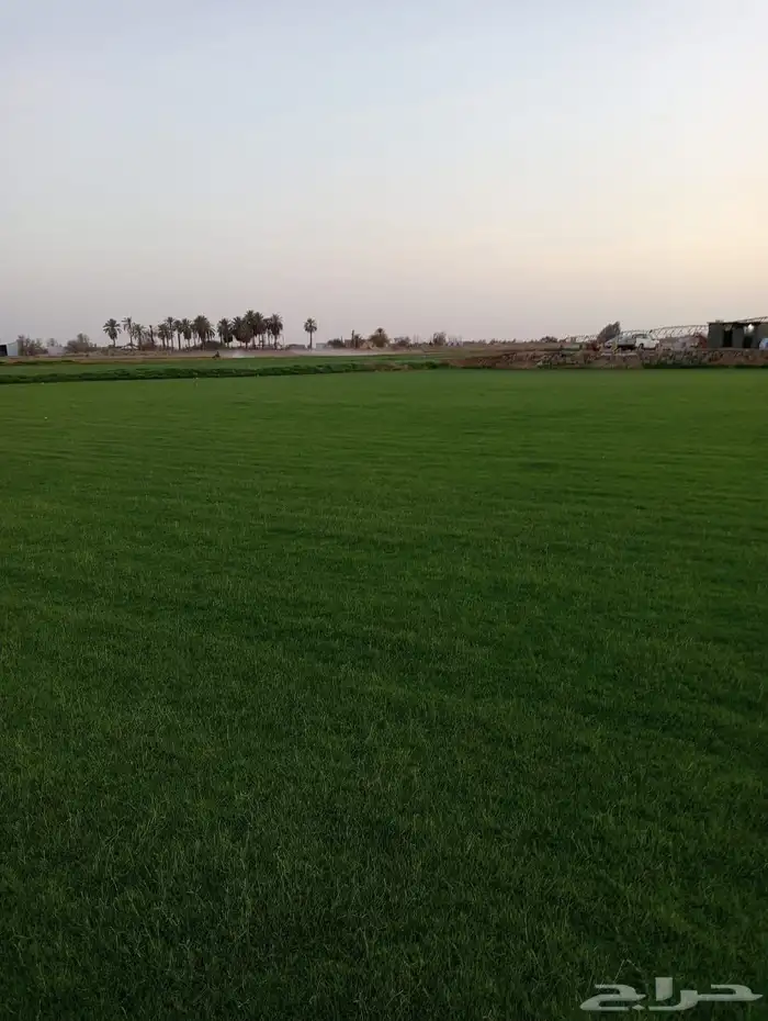 تيل سي 2000 صافي وطبيعي جرده قولي من مزارع الخرج 2
