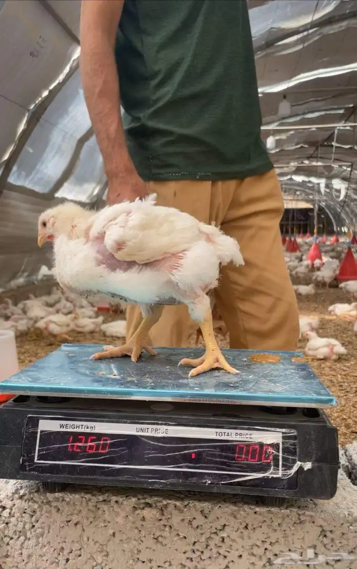 مشرف مزارع الدواجن خبره عاليه في هذا المجال 15سنه 2