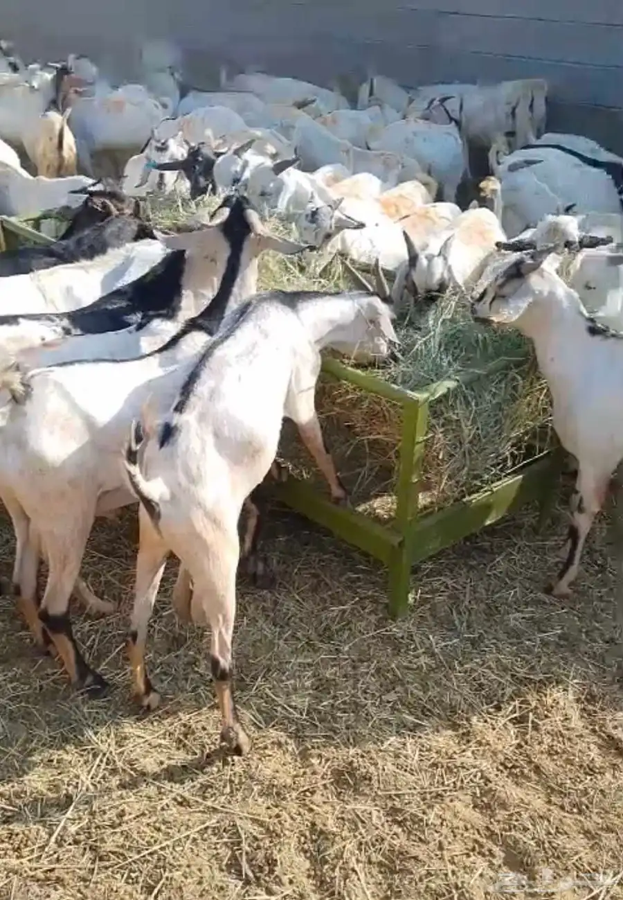 تيوس صومالية وزن 30 كيلو 0