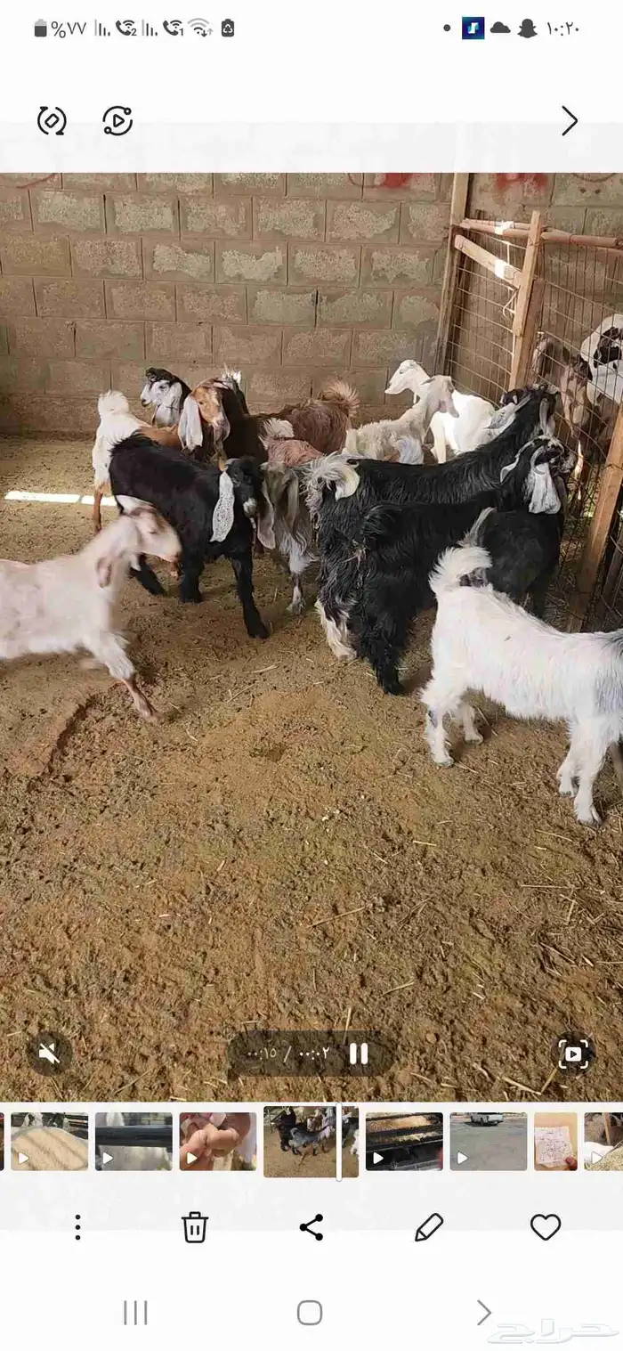 تيوس وجفار منادي 2