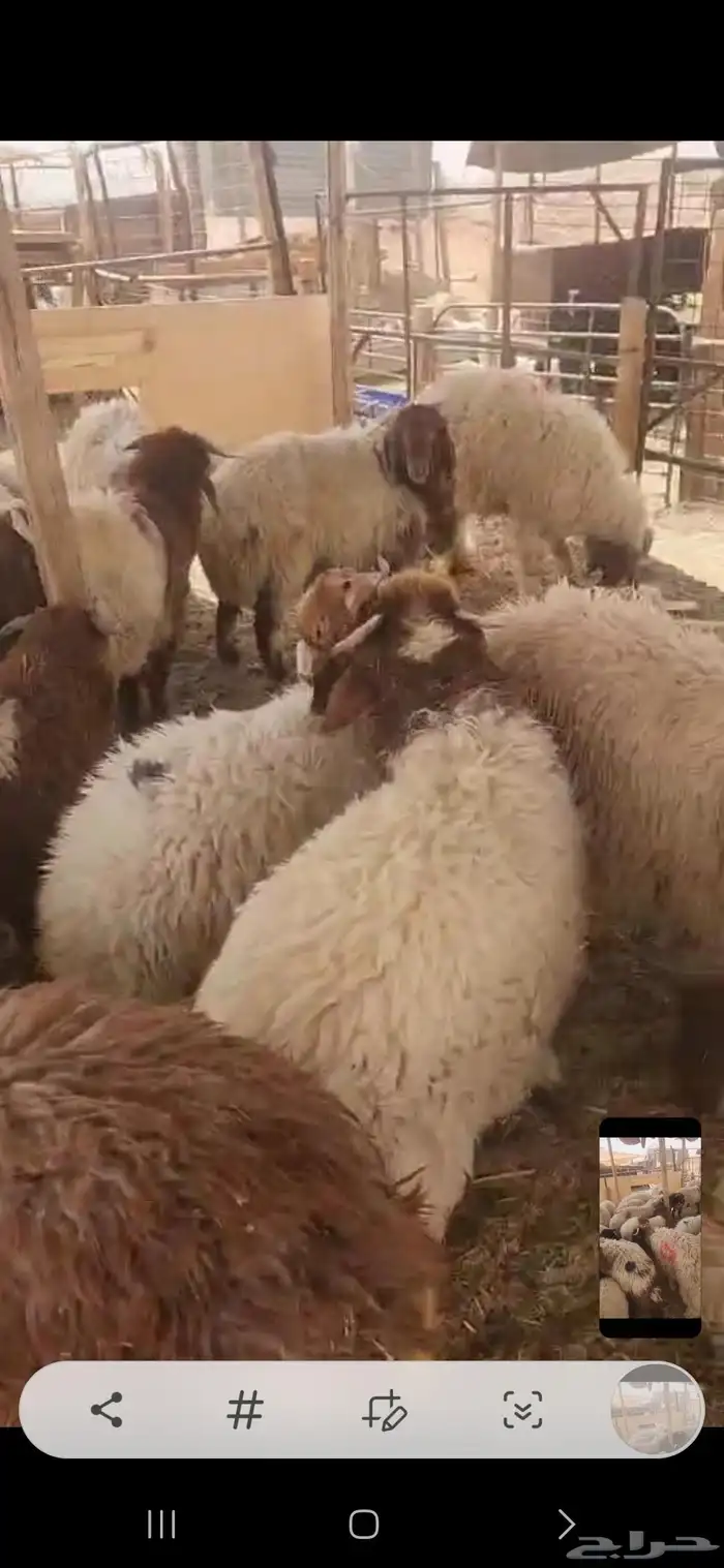 أغنام للبيع نعيمي تصلح للمناسبات العدد 24 جبره 3