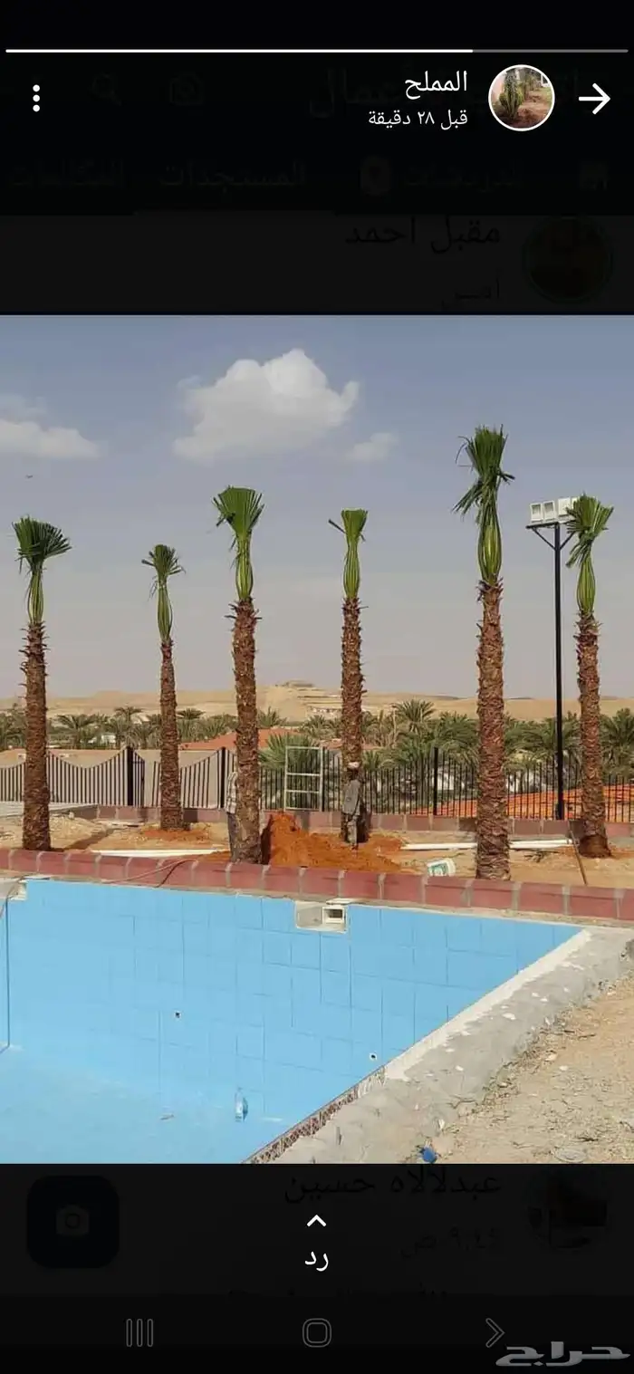 يتوفر لدينا نخيل وشنطن زينه لاستراحات والففل والقصور 3