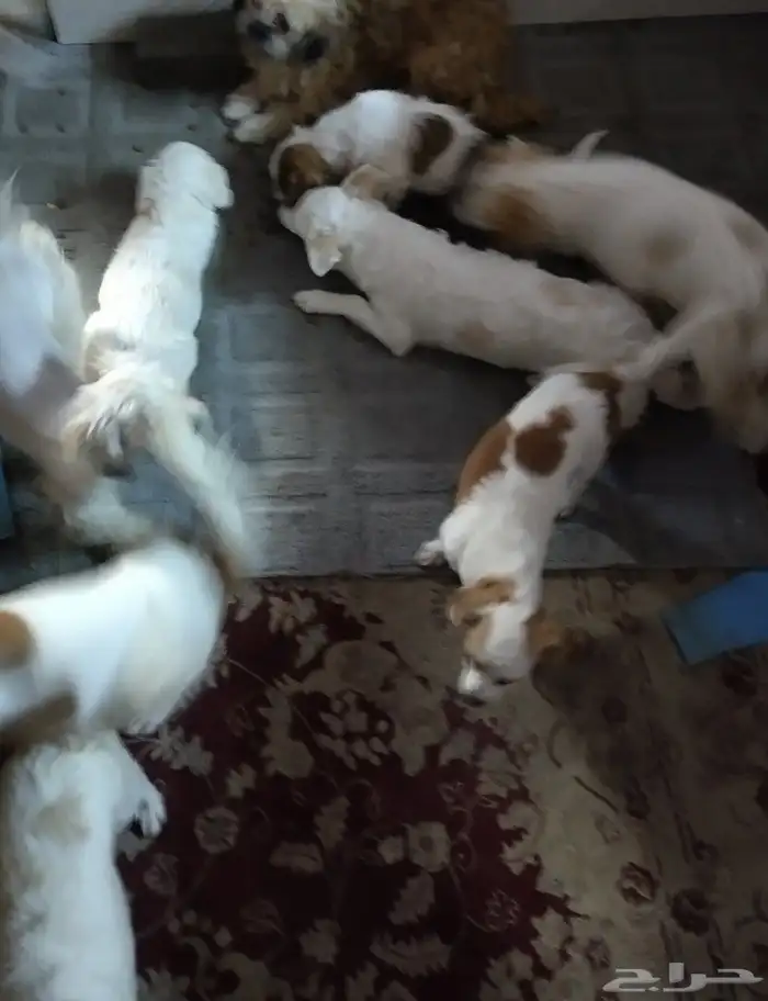 كلب للتبني 9