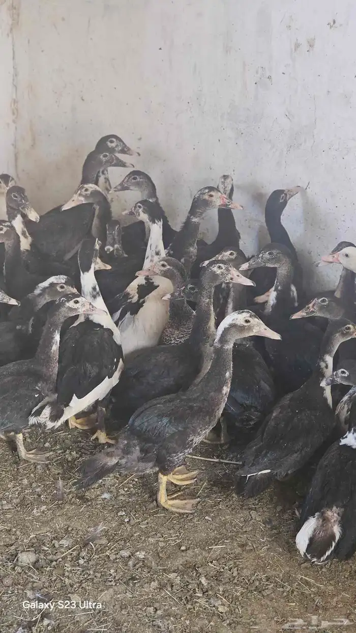 بط مصري العدد 42 علا اسوام 0