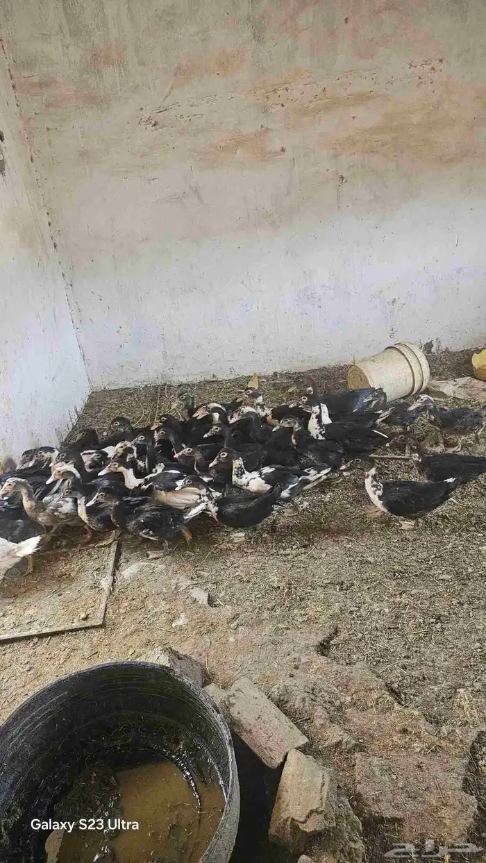 بط مصري العدد 42 علا اسوام 2