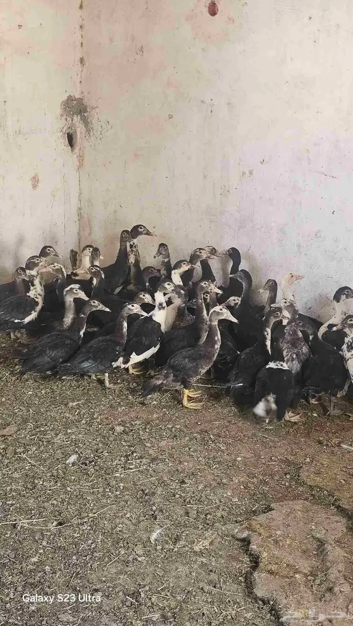 بط مصري العدد 42 علا اسوام 4