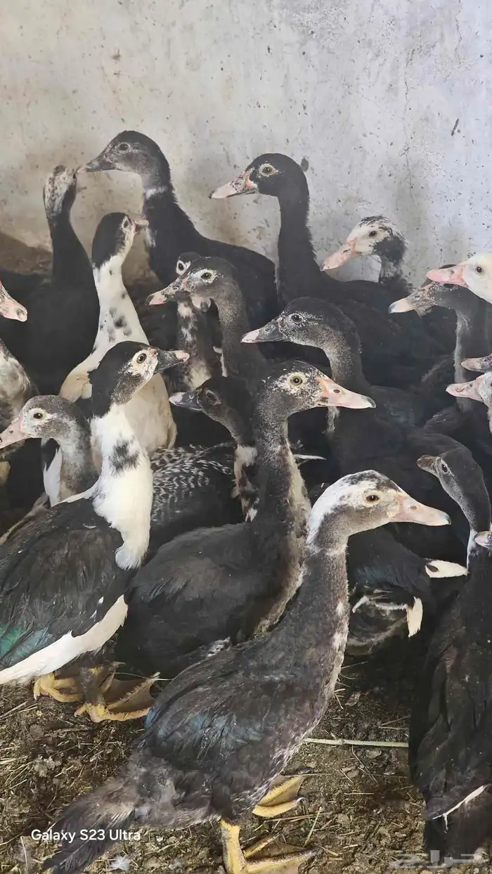 بط مصري العدد 42 علا اسوام 1