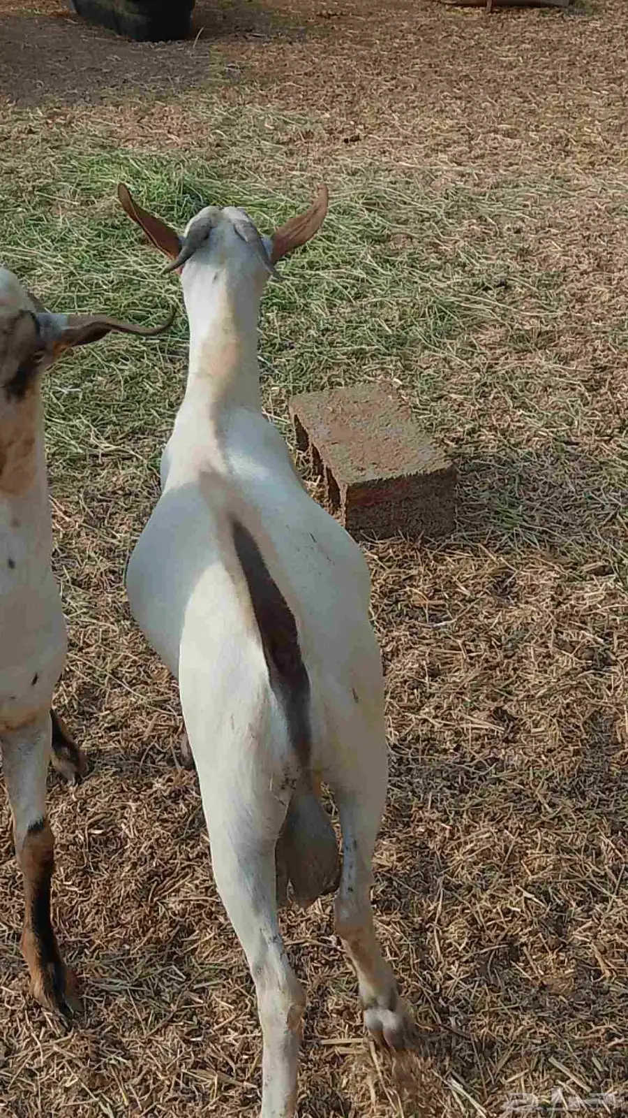 تيوس بلدي رخيل بلدي كباش بلدي 0