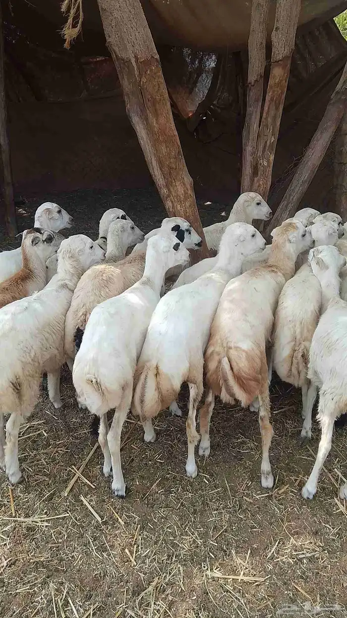 تيوس بلدي رخيل بلدي كباش بلدي 9