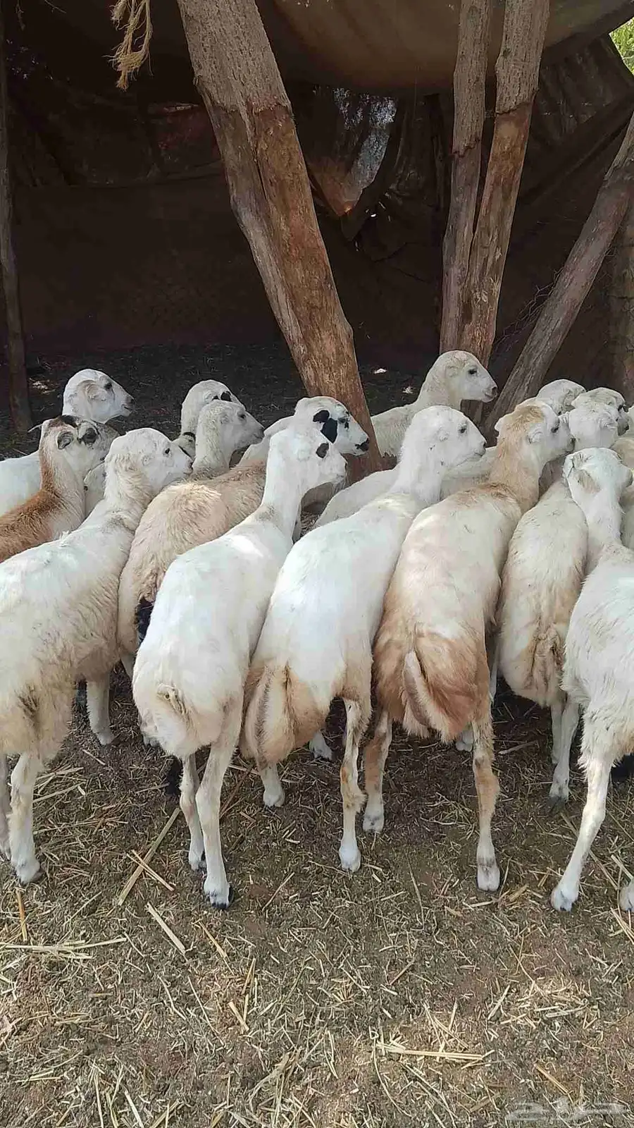 تيوس بلدي رخيل بلدي كباش بلدي 9