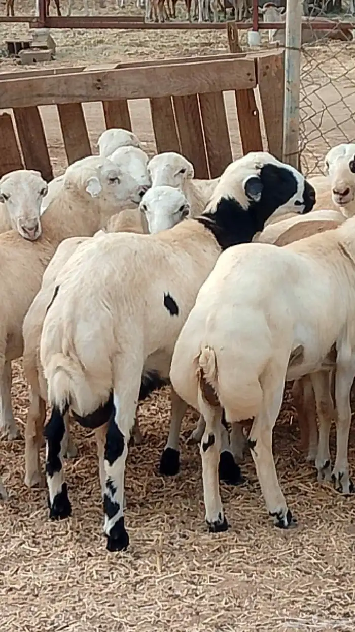 تيوس بلدي رخيل بلدي كباش بلدي 2