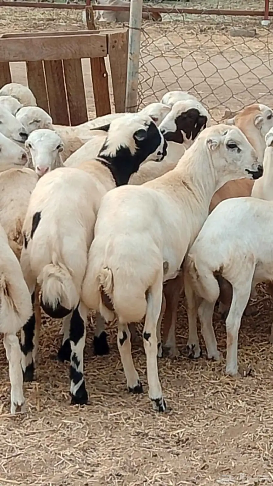 تيوس بلدي رخيل بلدي كباش بلدي 3