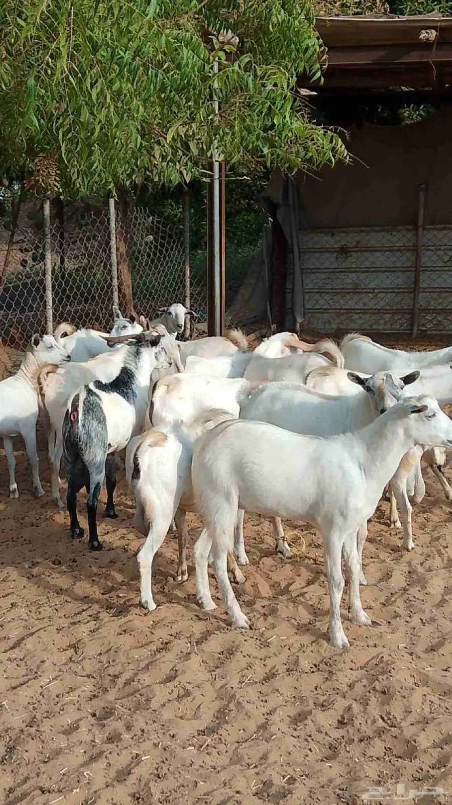 تيوس بلدي رخيل بلدي كباش بلدي 1