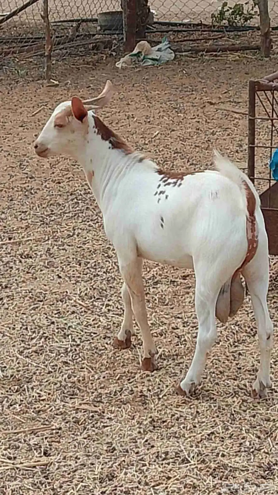 تيوس بلدي رخيل بلدي كباش بلدي 5