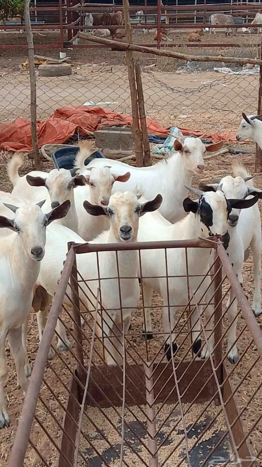 تيوس بلدي رخيل بلدي كباش بلدي 6
